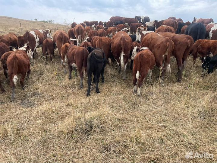 Бычки и Телки