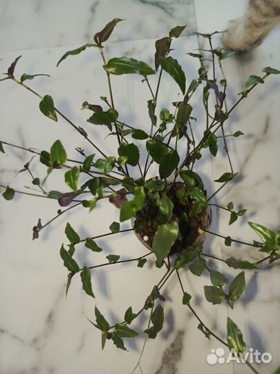 Пеларгонии, бегонии, колеусы, бальзамины и другие