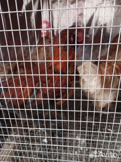 Петушки молодые