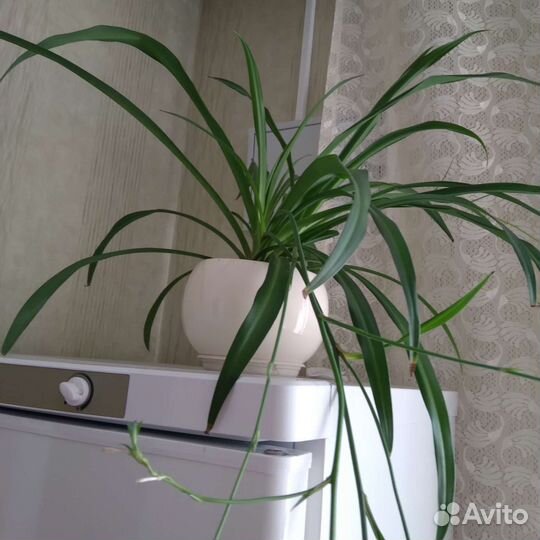 Хлорофитум