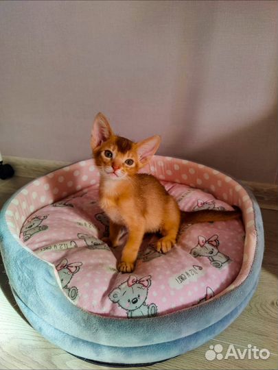 Абиссинские котята