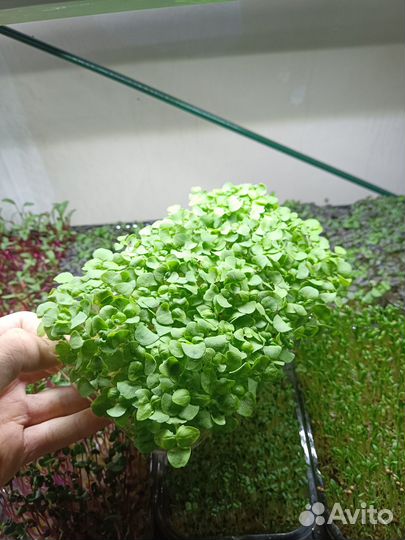 Микрозелень, бесплатная доставка по СПБ