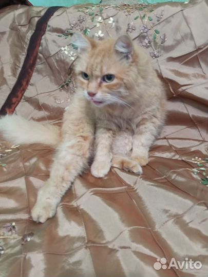 Рыжик ищет дом