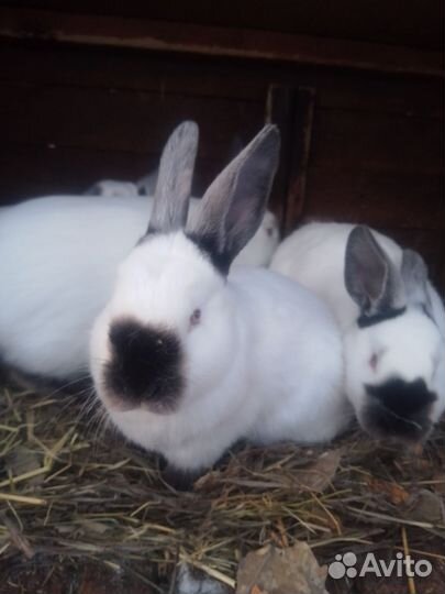 Калифорнийские кролики