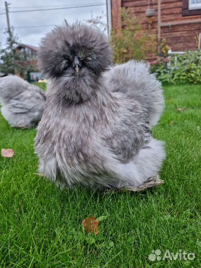 Китайские шелковые