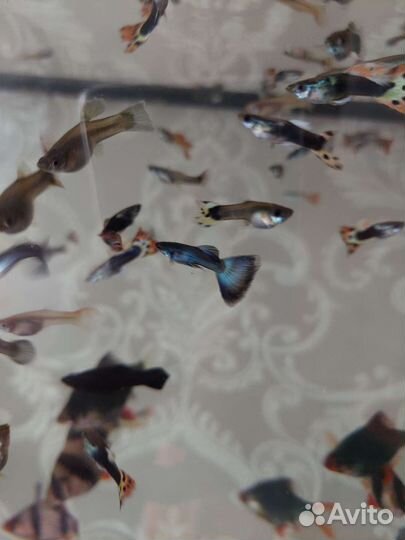 Аквариумные рыбки гуппи