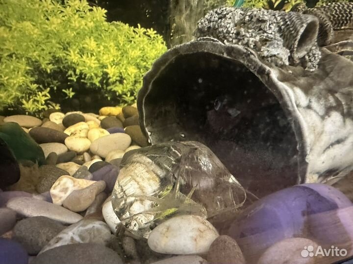 Аквариум с рыбками 2 штуки