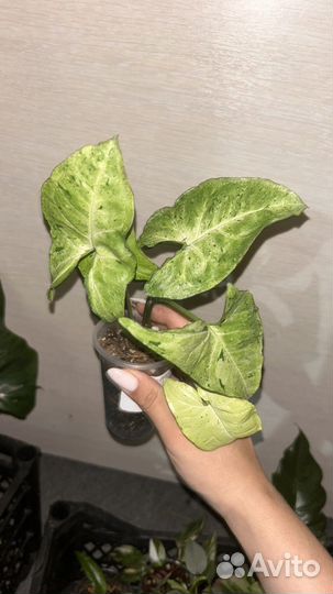 Сингониум, филодендрон, алоказия одора батик