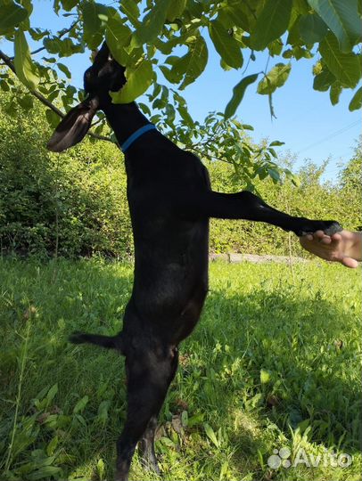 Нубийские козы