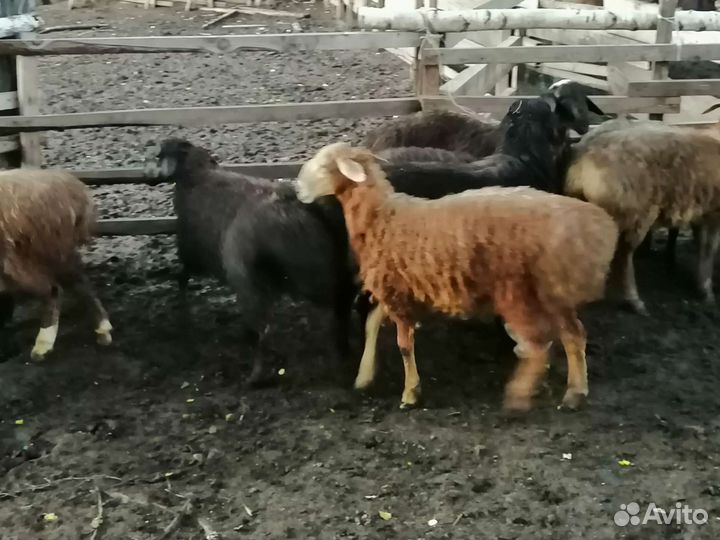 Курдючные бараны