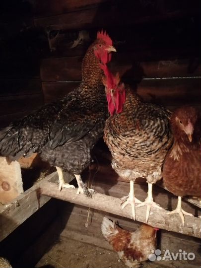 Куры петухи
