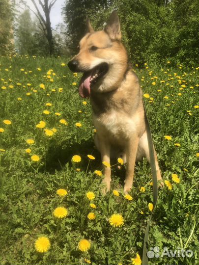 Собака в добрые руки