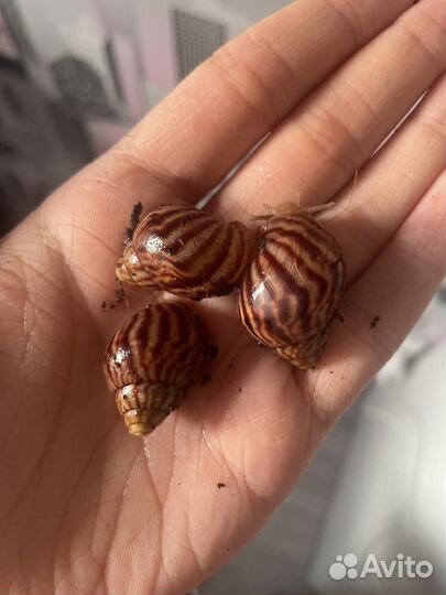 Улитки ахатины