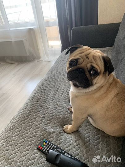 Мопс вязка мальчик