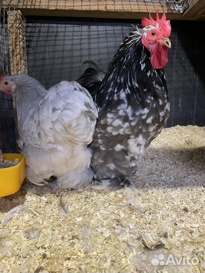 Инкубационное яйцо породной птицы