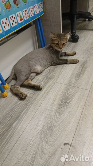 Отдам кота в добрые руки