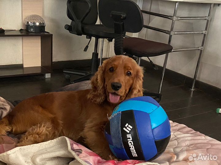 Кокер спаниель