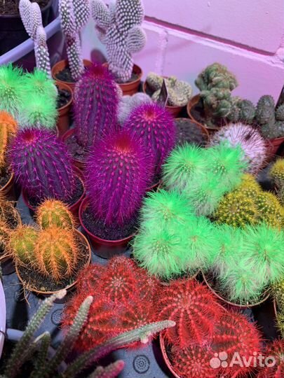 Кактусы суккуленты