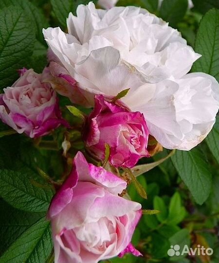 Саженцы роз окс на осень