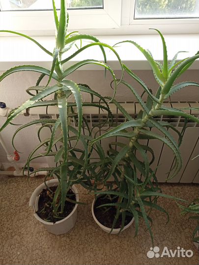 Алоэ столетник