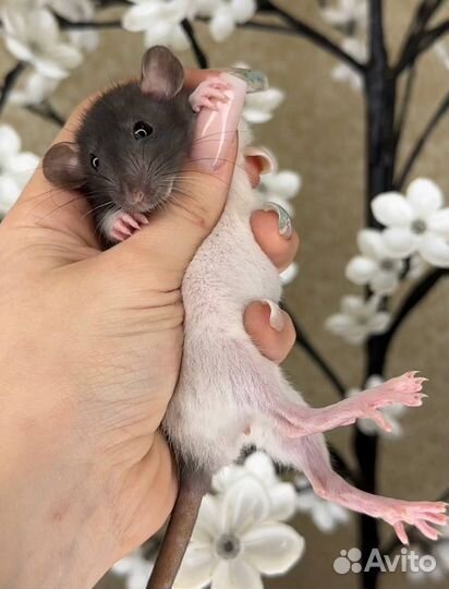 Дамбо крысы, крысята, крыса. Питомник