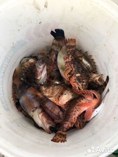 Морская рыбалка на утрише