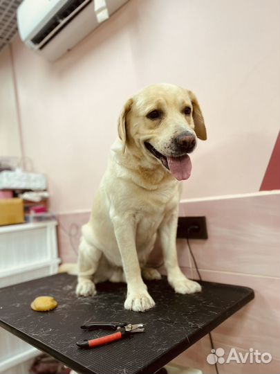 Груминг “CAt & DOg“