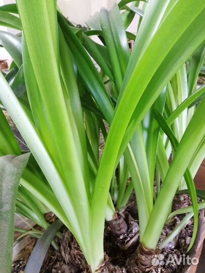 Гиппеаструм