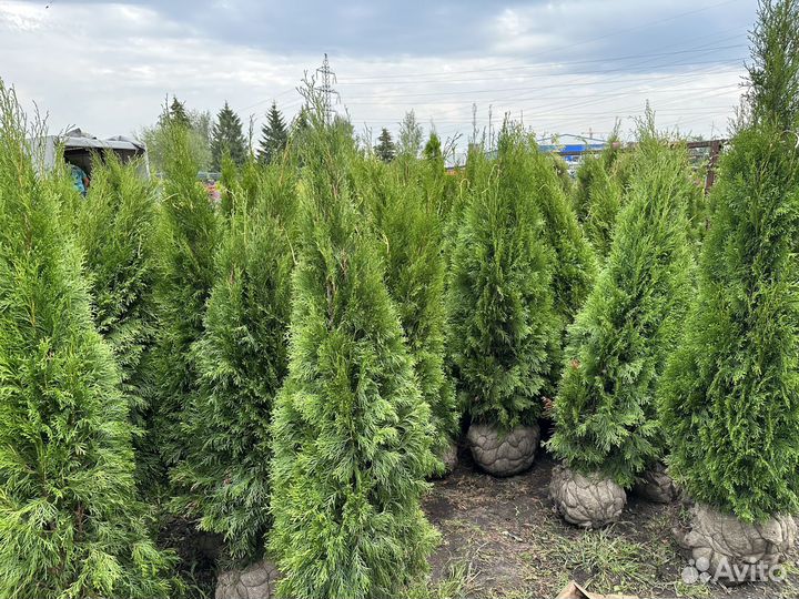 Туя Смарагд