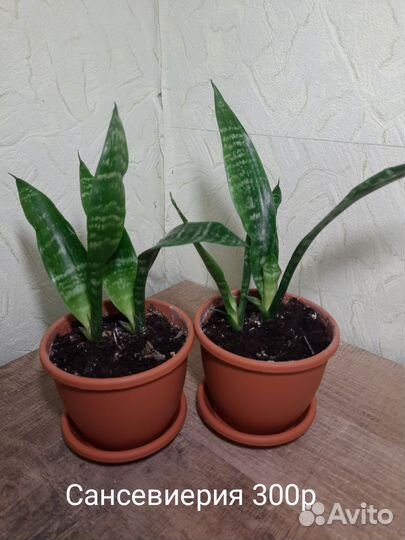 Продам Сансевиерию