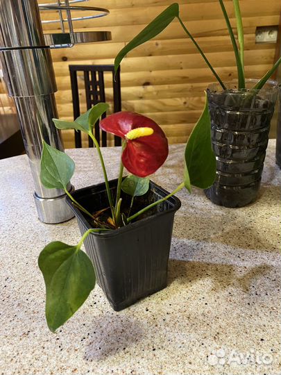 Комнатные растения цветы