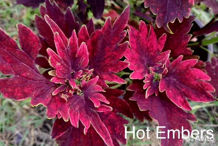 Колеусы укорененные