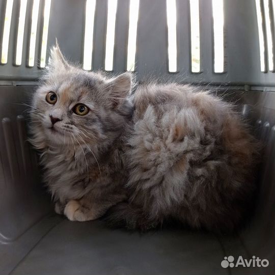 Котенок девочка трехцветная