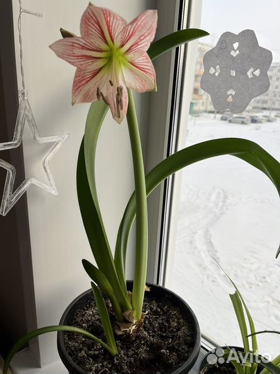 Гиппиаструм