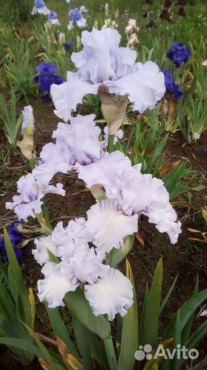 Ирис почтой. Сильверадо, Суприм Султан