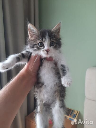 Отдам бесплатно