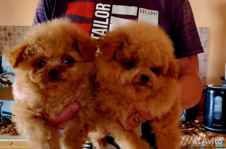 Мальтипу, окрасы от черного до светлого