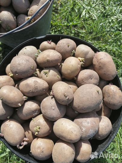 Продам картофель на посадку и еду