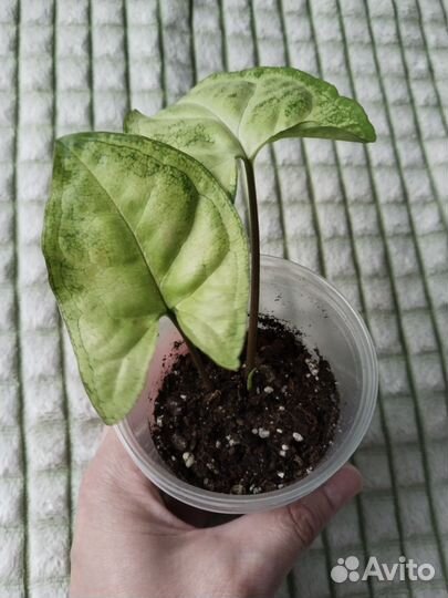 Сингониум Пикси