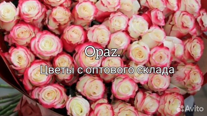 Розы Эквадор