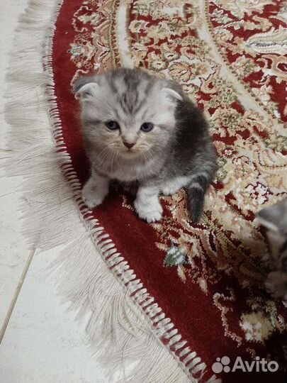 Продаются шотландские котята