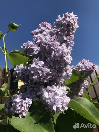 Сирень махровая