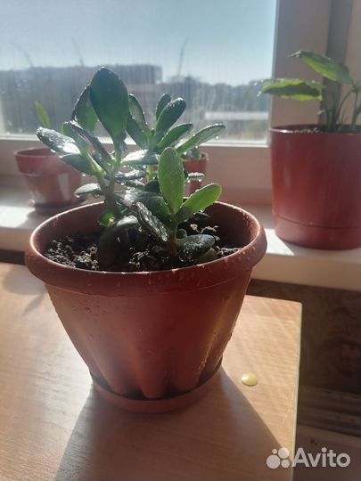 Продам цветы комнатные