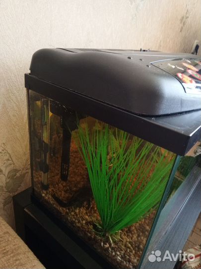 Аквариум полностью оснащён всем 40 литров