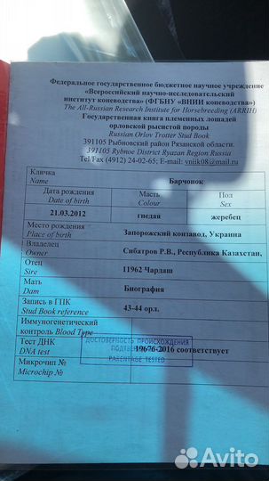 Жеребец орловский рысак