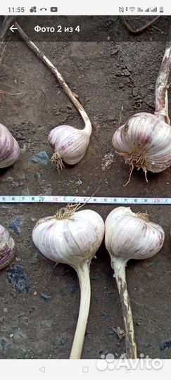 Чеснок зимний крупный
