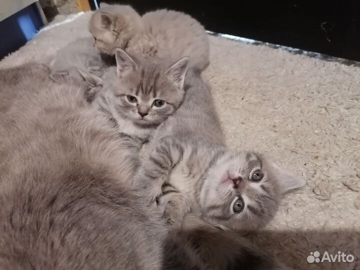 Котята в дар бесплатно