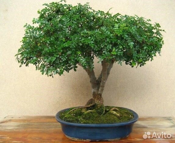 Сычуаньский перец (Зантоксилум), семена