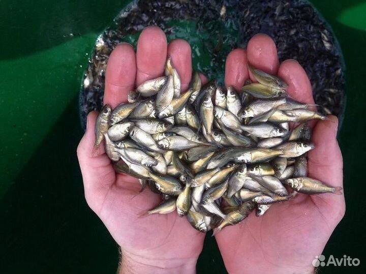 Сеголетки карпа