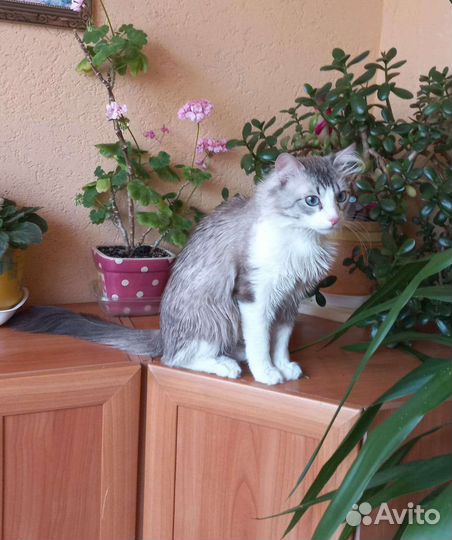 Котик Голубые глазки